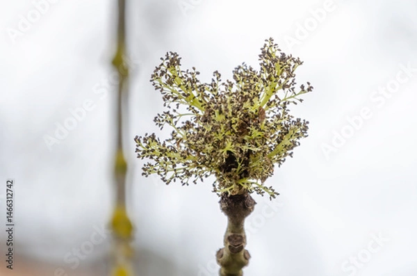 Obraz Emerging ash tree bud with fine pollen details captured in early spring bloom. Macro shot of ash tree bloom, soft overcast light, vertical view, focus on fragile nature awakening in springtime.
