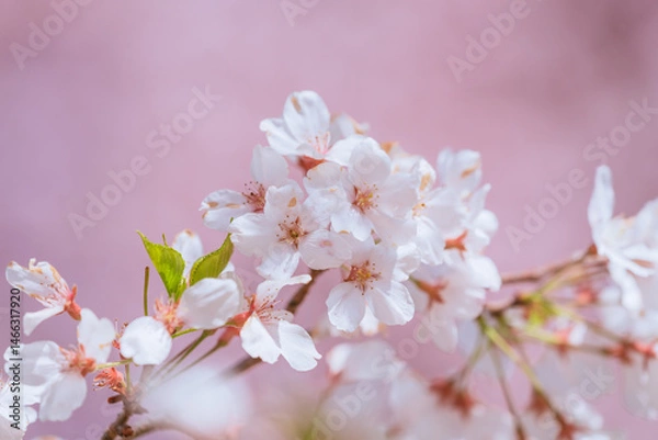 Fototapeta 満開の赤城南面千本桜