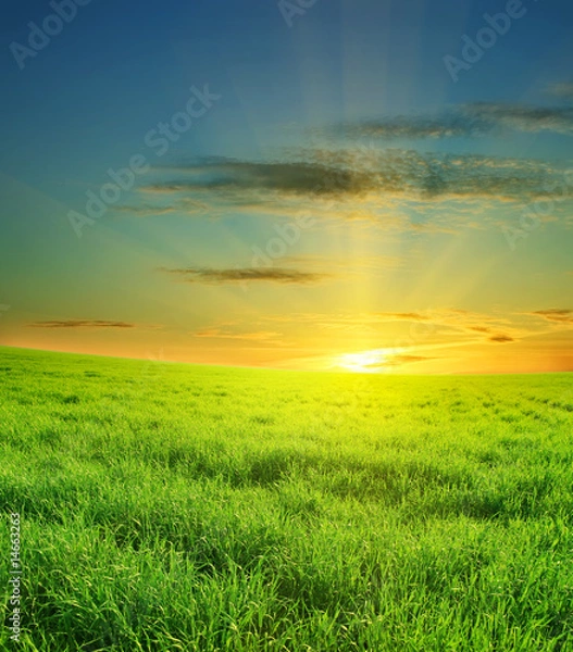 Obraz Sunset over green summer field