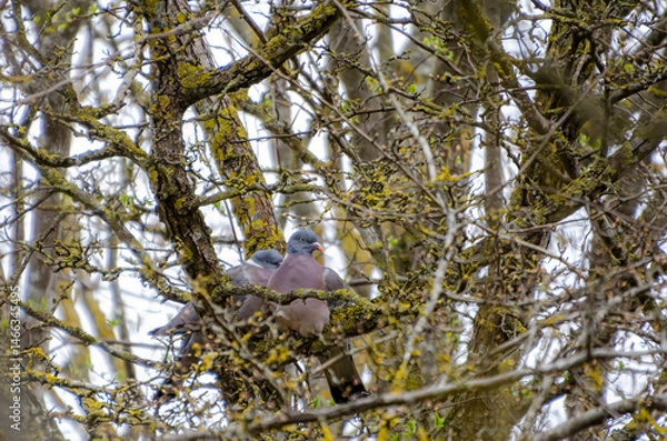 Obraz Two wood pigeons nestled quietly on a mossy branch in spring thicket. Calm pigeons resting in dense branches, eye-level shot, peaceful mood, springtime forest intimacy, nature observation concept.