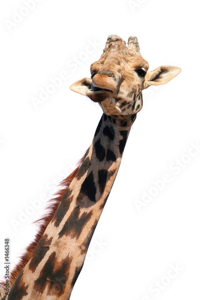 Fototapeta girafe