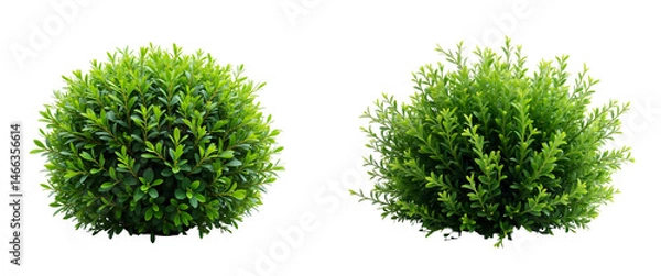 Fototapeta Set of Boxwood (Buxus sempervirens) shrubs isolated on transparent background.
