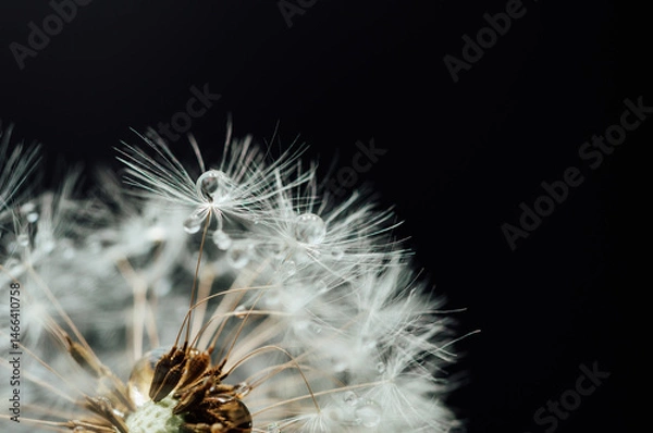 Obraz Macro nature. Beautiful dew drops on dandelion seed macro. Beautiful soft background. Water drops on parachutes dandelion. Copy space. soft focus on water droplets. circular shape, abstract background