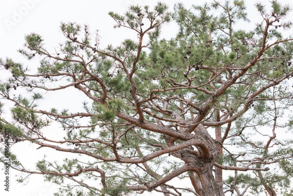 Fototapeta Pine tree trunk with rough-textured bark.