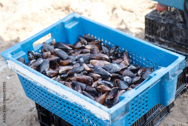Fototapeta Box of freshly caught mussels on the sandy beach