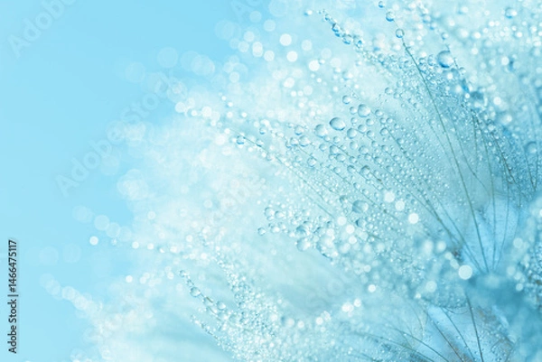 Fototapeta Blue Botanical Macro image of dandelion seed head covered in water droplets with soft blue tones and bokeh effect, ideal for purity, sustainability, and eco-friendly natural concepts
