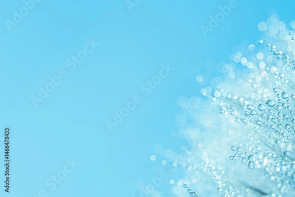 Fototapeta Blue Botanical Macro image of dandelion seed head covered in water droplets with soft blue tones and bokeh effect, ideal for purity, sustainability, and eco-friendly natural concepts