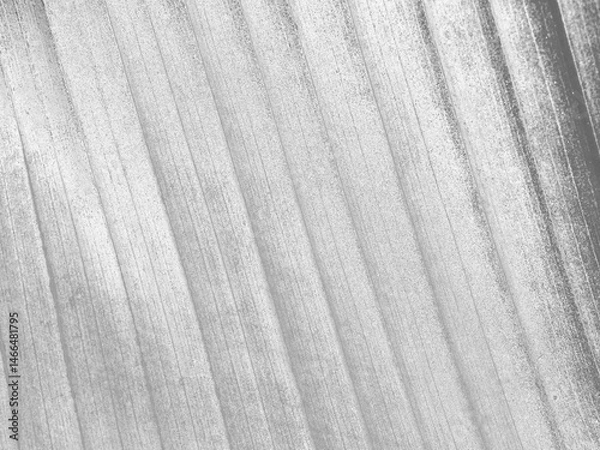 Fototapeta Abstract background with the structure of a palm leaf. Transparent background.