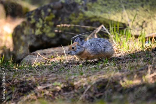 Obraz squirrel in the park