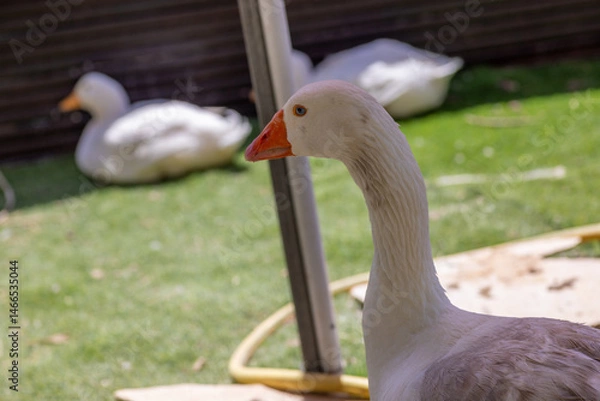 Obraz goose on the beach