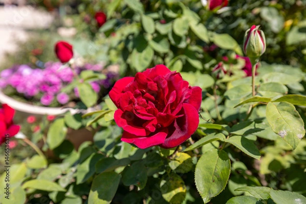 Obraz red rose bush