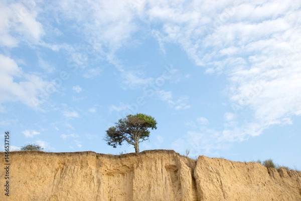 Fototapeta tree grows on a gentle sandy cliff