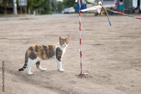 Fototapeta Young cat walking on sandy dunes in summer