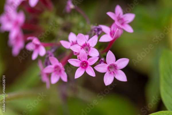 Obraz pink and purple flowers