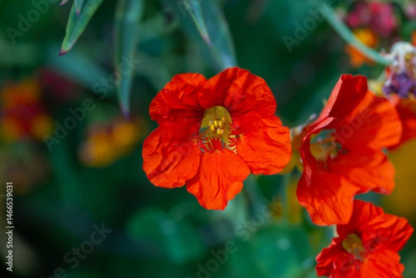 Obraz red hibiscus flower