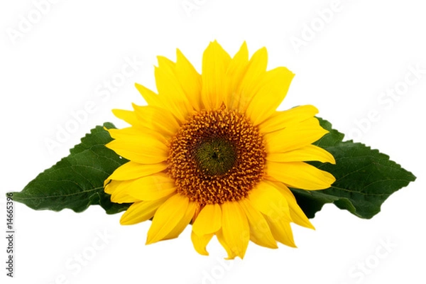 Obraz Słonecznik z liśćmi