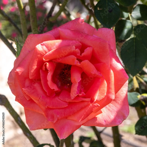 Obraz red rose in garden