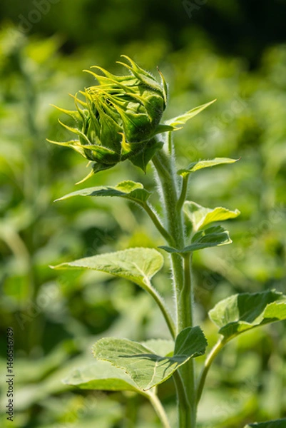 Obraz Sunflower bud capturing sunlight in a lush green field during a bright sunny day