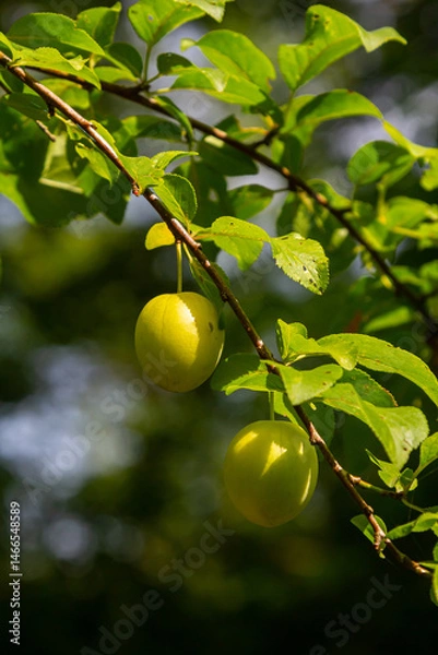Obraz Green plums hanging from a branch amidst lush foliage in a sunny garden setting during the summer season