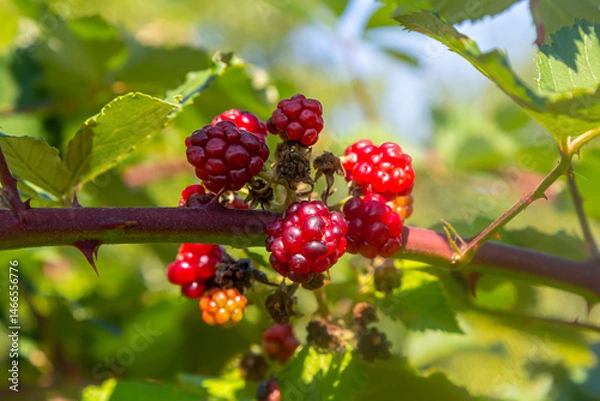 Obraz Unripe Blackberries closeup with a blurry green background