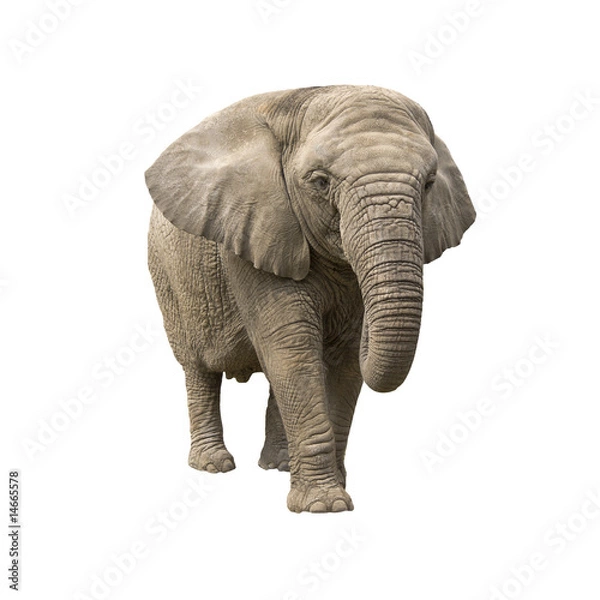 Fototapeta elephant