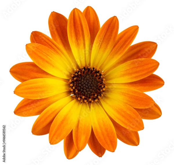 Fototapeta Beautiful sunny Daisy (Marguerite) in top view. Cut out, including clipping path.