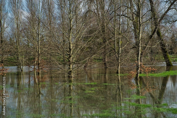 Obraz forêt innondée par une crue