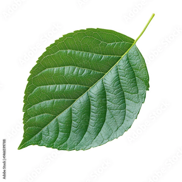 Obraz Close up green leaf foliage nature plant botany botanical black background on transparent background