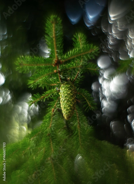 Obraz A fir cone on a common spruce with long needles. Female cones of megastrobiles on the common spruce appear at the ends of two-year-old branches.