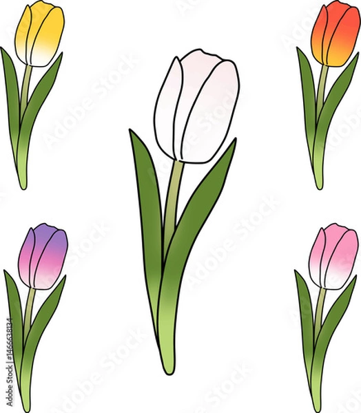 Fototapeta Set of colorful tulips drawing minimal style, vector.