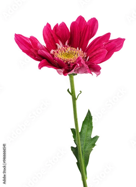 Fototapeta Beautiful red and magenta chrysanthemums in side view isolated on a white background, including clipping path.