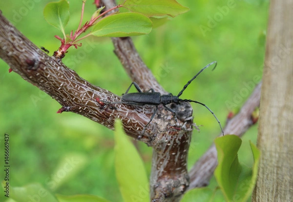 Fototapeta Black longhorn beetle on tree branch – macro photo