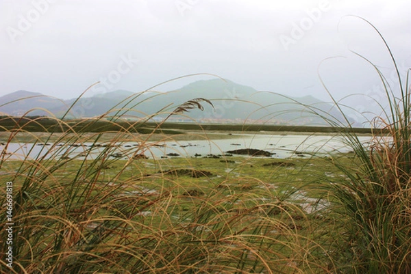 Fototapeta Serene marshland with tall grass and distant hills on a cloudy day