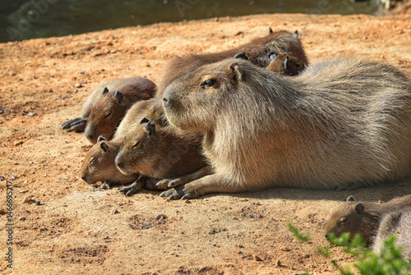 Fototapeta View on a capybara in nature