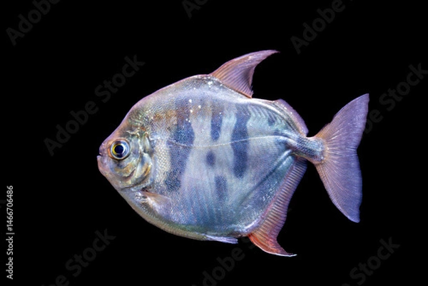 Obraz striped silver dollar (Metynnis fasciatus)  is a freshwater fish native to South America, particularly found in the rivers of the Amazon Basin. It has a disc-shaped body. 