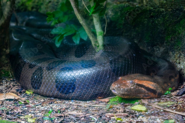 Obraz The closeup image of green anaconda (Eunectes murinus) . It is a boa species found in South America. It is the heaviest and one of the longest known extant snake species.