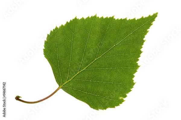Obraz Birch leaf