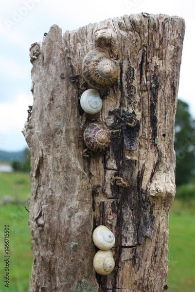 Fototapeta snails of different colors