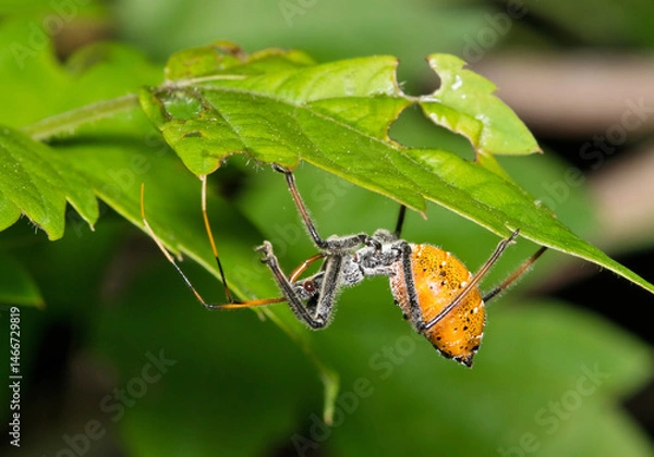 Fototapeta Milkweed assassin bug nymph Zelus longipes insect on leaf nature Springtime pest control.