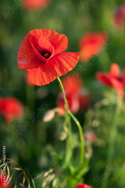 Fototapeta Nature, spring, summer, blooming flowers concept - close up on flowering poppy in the spring field, at sunny day with green grass background vertical. Beautiful red flower.