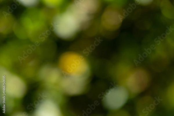 Obraz Abstract nature bokeh background of lush green
