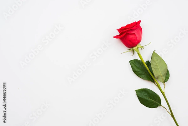 Obraz Single beautiful red rose isolated on white background