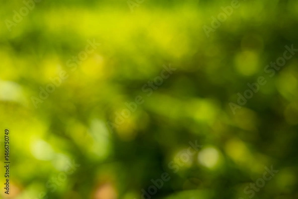 Obraz Abstract nature bokeh background of lush green