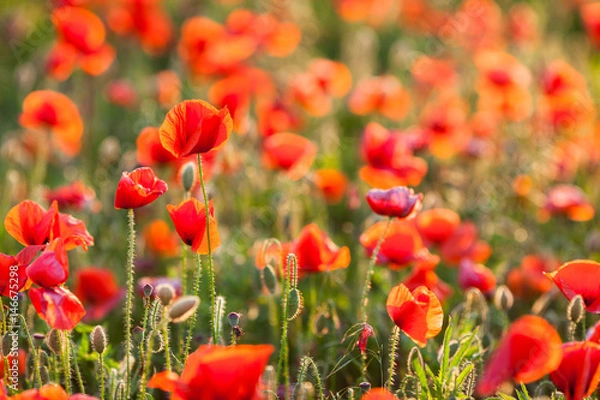 Fototapeta Poppy farming, nature, agriculture concept - industrial farming of poppy flowers - close-up on flowers and stems of the red poppies field. Sunny red flowers background.