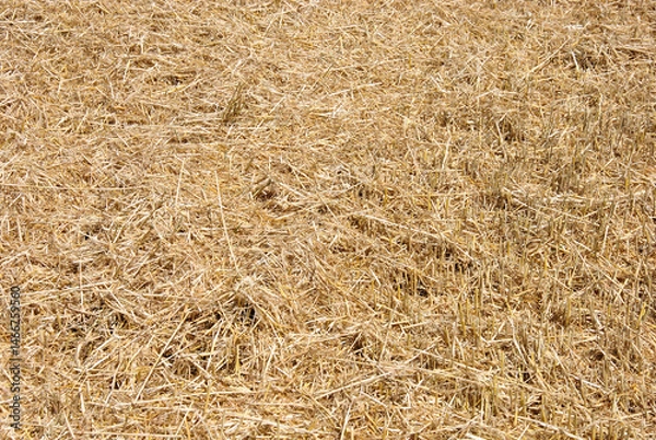 Fototapeta straw on the field background