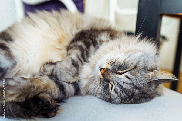 Fototapeta close up of grey fluffy sleeping cat