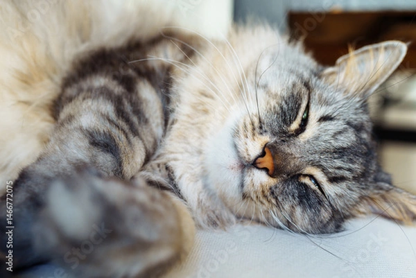 Fototapeta close up of grey fluffy sleeping cat