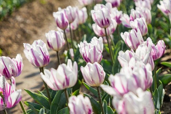 Fototapeta Palampur Tulip Gardens in Summer
