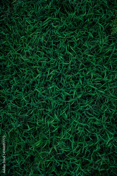 Obraz Grass with drops of water. Green background of grass.
