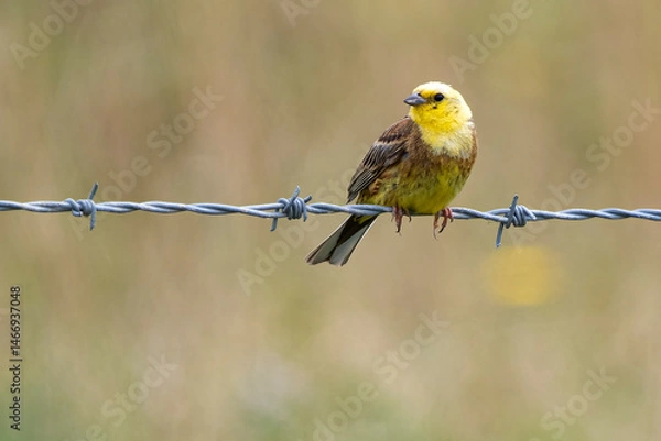 Fototapeta Yellowhammer sitting on wire with soft natural backdrop
